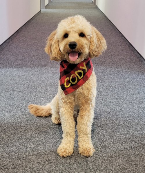 Team 13 Cody Büro-Hund