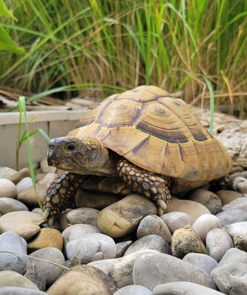 Team 14 Schildi Büro-Schildkröte